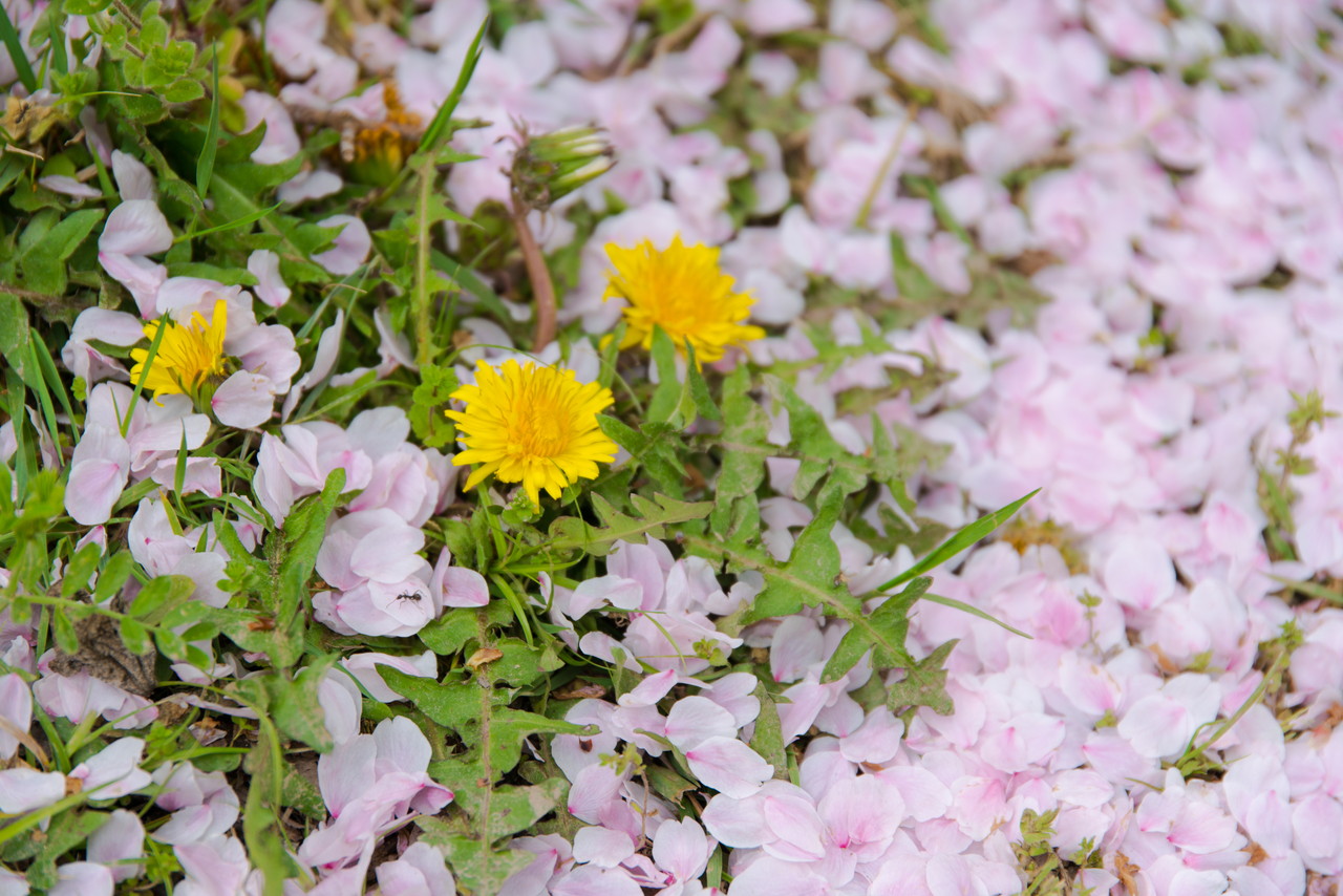 タンポポと桜