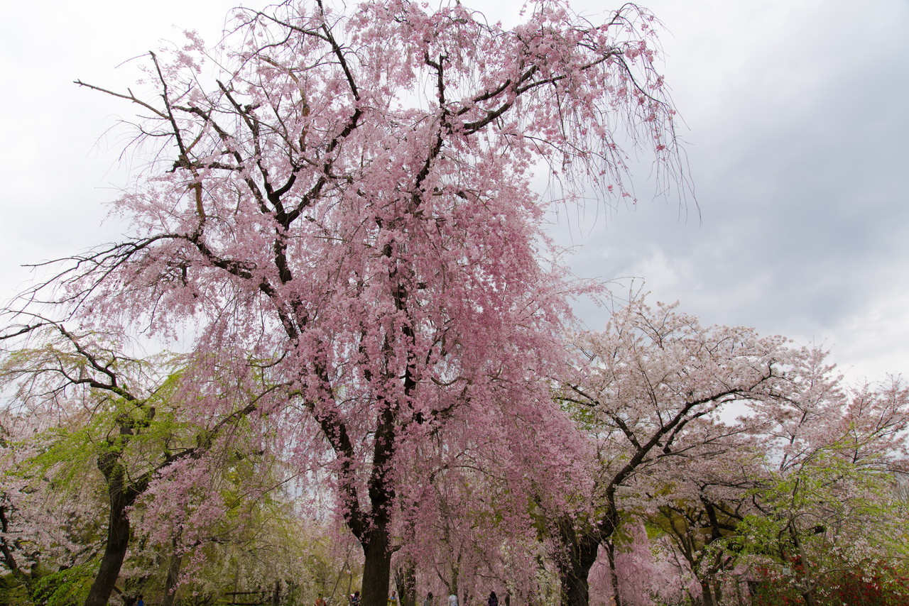 枝垂れ桜