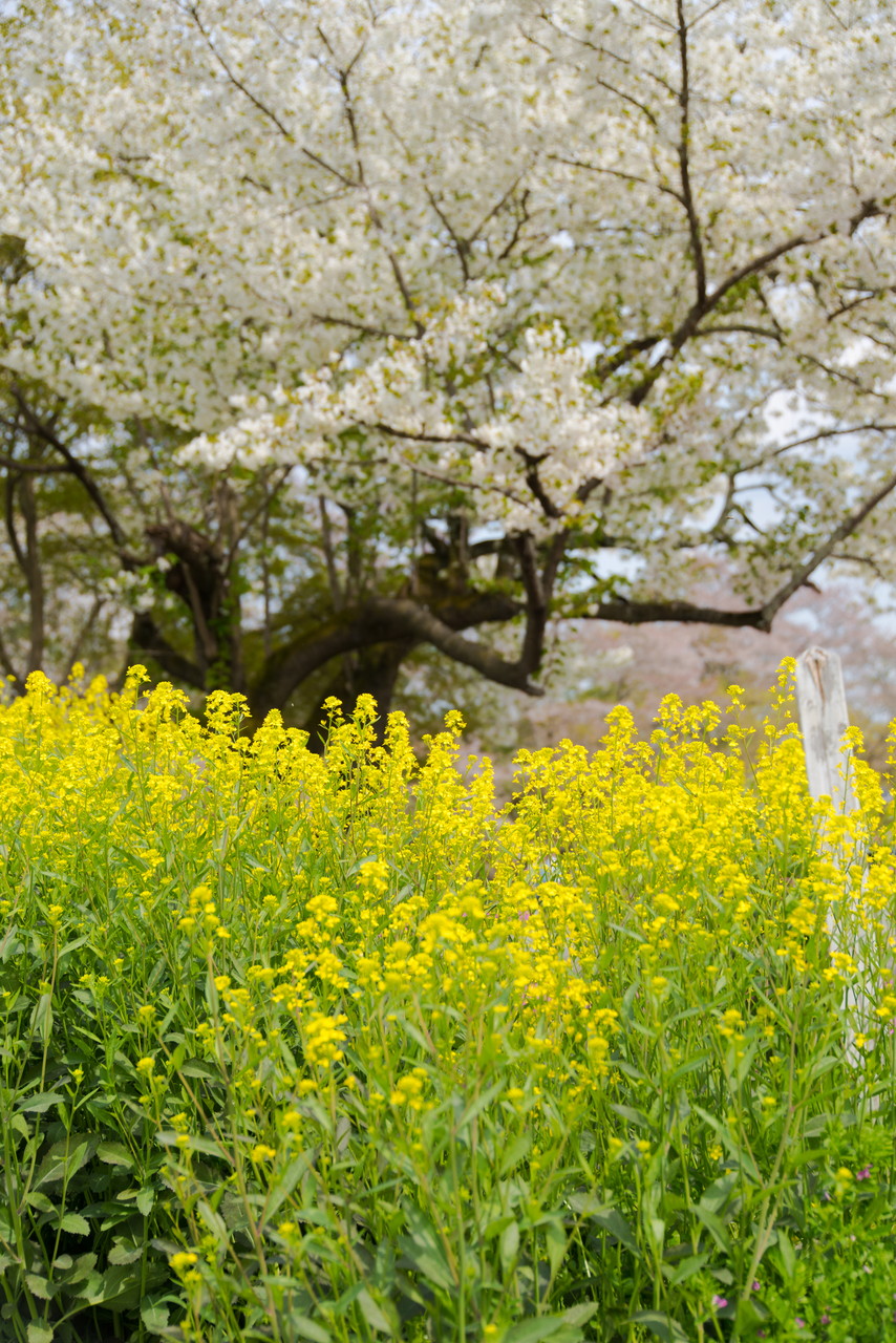 菜の花と桜