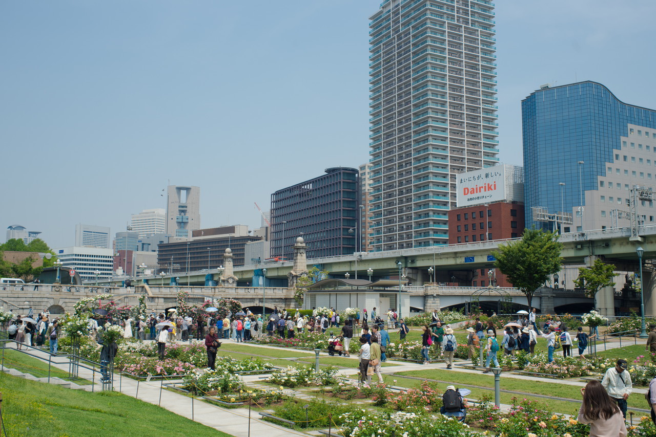 中之島公園(バラ園)