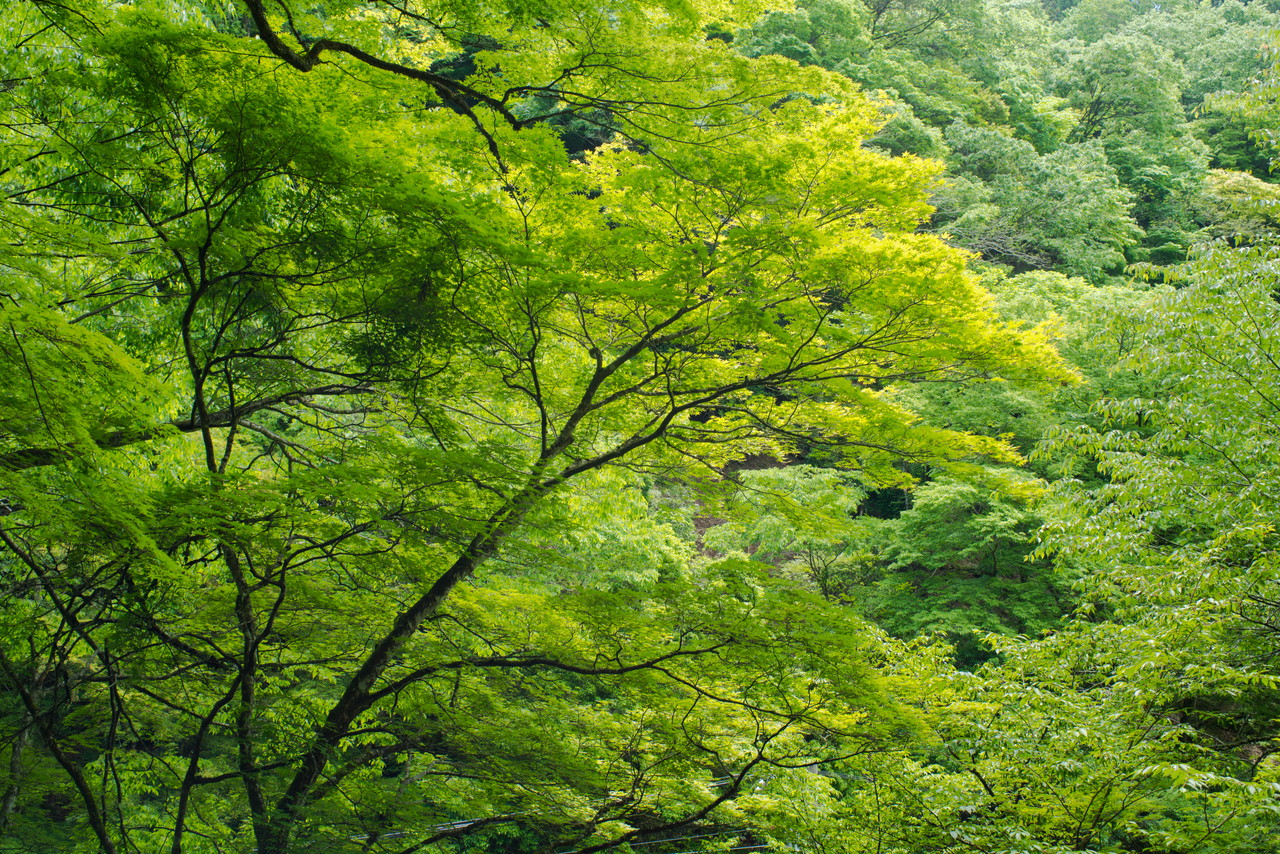 貴船神社その2